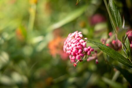The background image of the colorful flowers, background natureの写真素材