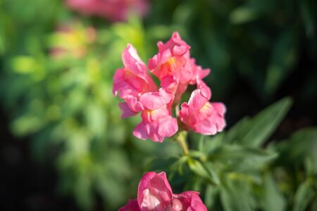 The background image of the colorful flowers, background natureの写真素材