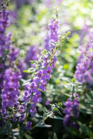 The background image of the colorful flowers, background natureの写真素材