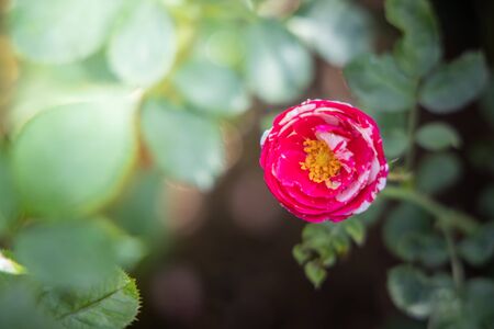 Roses in the garden, Roses are beautiful with a beautiful sunny day.の写真素材