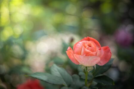 Roses in the garden, Roses are beautiful with a beautiful sunny day.