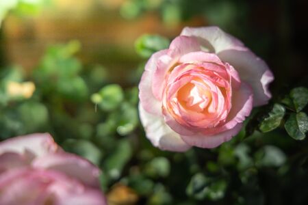 Roses in the garden, Roses are beautiful with a beautiful sunny day.の写真素材