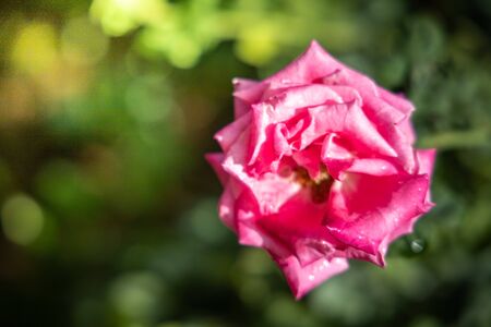 Roses in the garden, Roses are beautiful with a beautiful sunny day.の写真素材