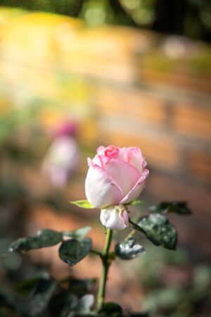 Roses in the garden, Roses are beautiful with a beautiful sunny day.の写真素材