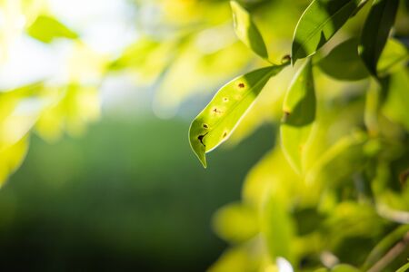 Close Up green leaf under sunlight in the garden. Natural background with copy space.の写真素材