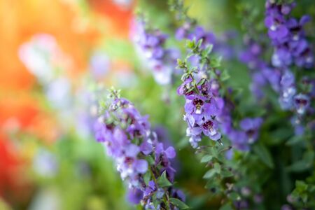 The background image of the colorful flowers, background natureの写真素材