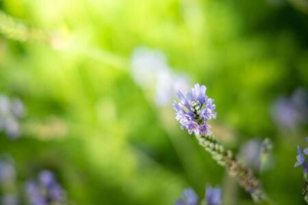 The background image of the colorful flowers, background natureの写真素材