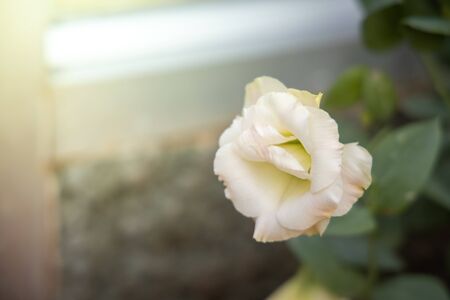 The background image of the colorful flowers, background natureの写真素材