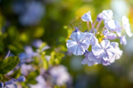 The background image of the colorful flowers, background natureの写真素材