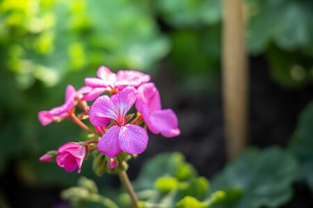 The background image of the colorful flowers, background natureの写真素材