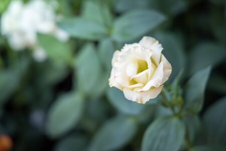 The background image of the colorful flowers, background nature