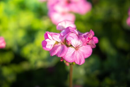 The background image of the colorful flowers, background natureの写真素材