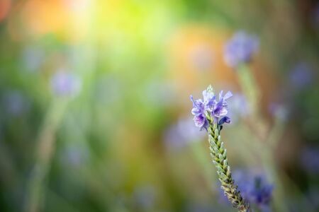 The background image of the colorful flowers, background natureの写真素材