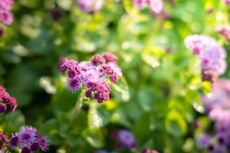 The background image of the colorful flowers, background nature