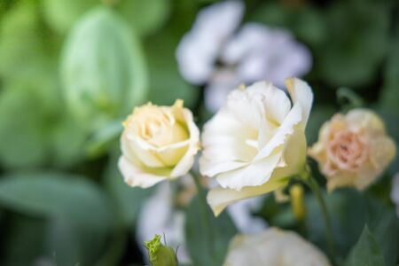 The background image of the colorful flowers, background natureの写真素材