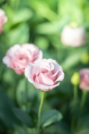 The background image of the colorful flowers, background natureの写真素材