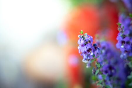 The background image of the colorful flowers, background natureの写真素材