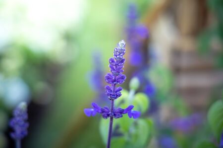 The background image of the colorful flowers, background natureの写真素材