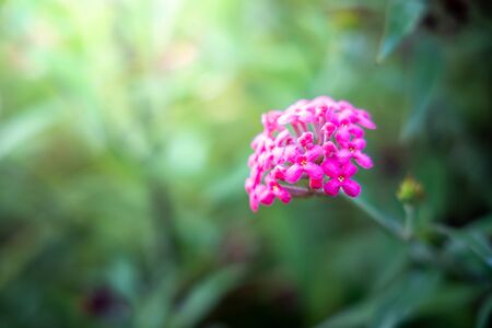The background image of the colorful flowers, background natureの写真素材