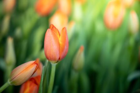 Beautiful bouquet of tulips. colorful tulips. nature backgroundの写真素材