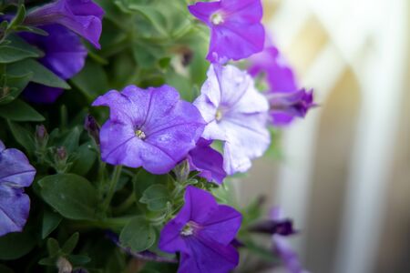 The background image of the colorful flowers, background natureの写真素材