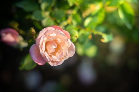 Roses in the garden, Roses are beautiful with a beautiful sunny day.の写真素材