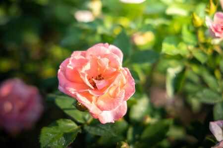 Roses in the garden, Roses are beautiful with a beautiful sunny day.の写真素材
