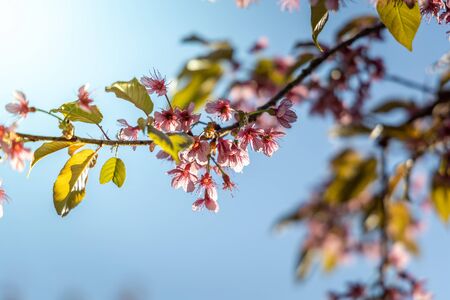 Sakura flowers blooming blossom in Chiang Mai, Thailand, nature backgroundの写真素材
