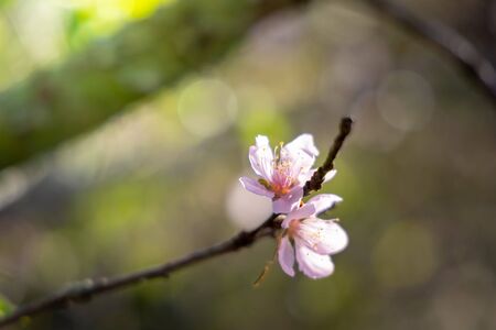 Sakura flowers blooming blossom in Chiang Mai, Thailand, nature backgroundの写真素材