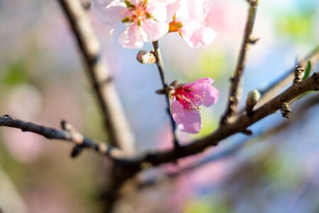 Sakura flowers blooming blossom in Chiang Mai, Thailand, nature backgroundの写真素材