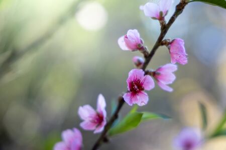 Sakura flowers blooming blossom in Chiang Mai, Thailand, nature backgroundの写真素材