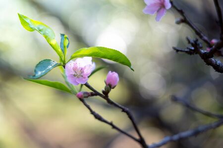 Sakura flowers blooming blossom in Chiang Mai, Thailand, nature backgroundの写真素材