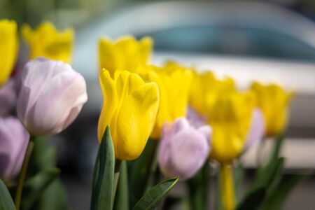 Beautiful bouquet of tulips. colorful tulips. nature backgroundの写真素材