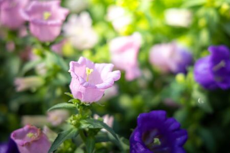 Beautiful bouquet of tulips. colorful tulips. nature backgroundの写真素材