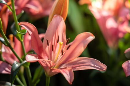 The background image of the colorful flowers, background natureの写真素材