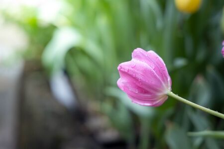 Beautiful bouquet of tulips. colorful tulips. nature backgroundの写真素材