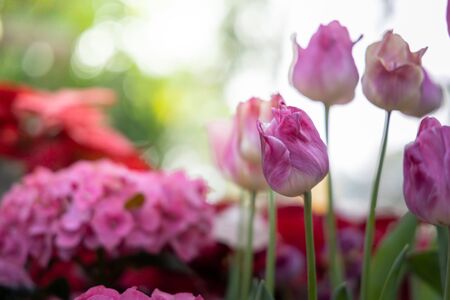 Beautiful bouquet of tulips. colorful tulips. nature backgroundの写真素材