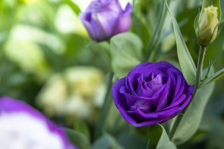 The background image of the colorful flowers, background natureの写真素材