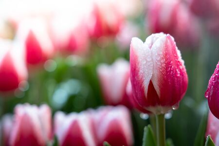 Beautiful bouquet of tulips. colorful tulips. nature backgroundの写真素材