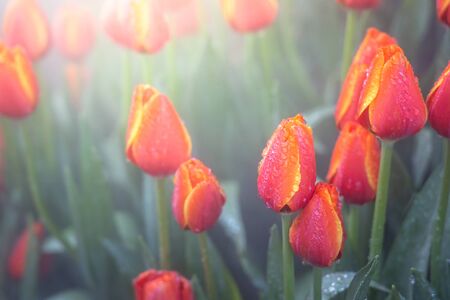 Beautiful bouquet of tulips. colorful tulips. nature backgroundの写真素材