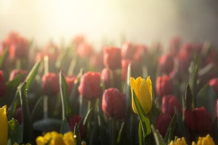 Beautiful bouquet of tulips. colorful tulips. nature backgroundの写真素材