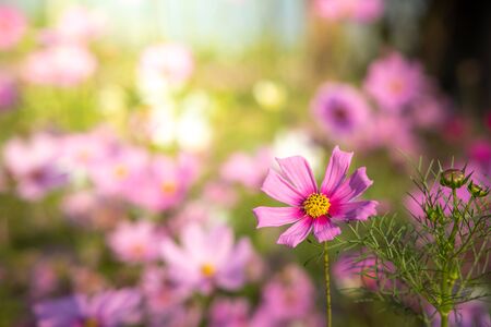 Beautiful Cosmos flowers in garden. Nature background.の写真素材