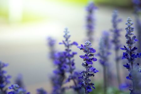 The background image of the colorful flowers, background nature