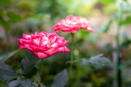 Roses in the garden, Roses are beautiful with a beautiful sunny day.の写真素材