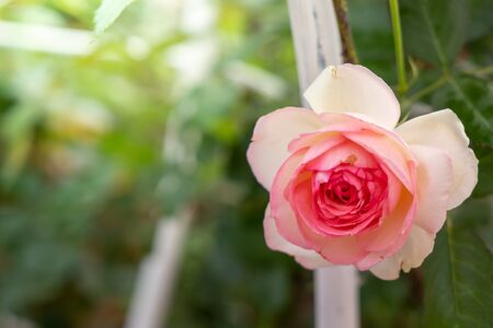 Roses in the garden, Roses are beautiful with a beautiful sunny day.の写真素材