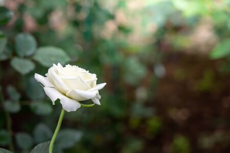 Roses in the garden, Roses are beautiful with a beautiful sunny day.の写真素材