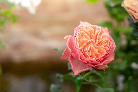Roses in the garden, Roses are beautiful with a beautiful sunny day.の写真素材