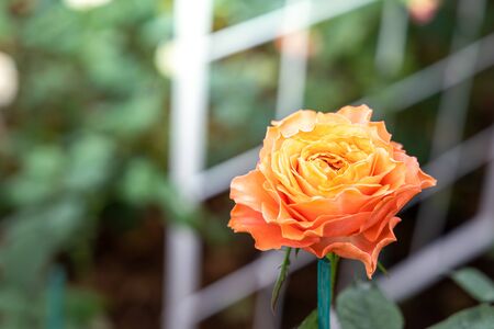Roses in the garden, Roses are beautiful with a beautiful sunny day.の写真素材