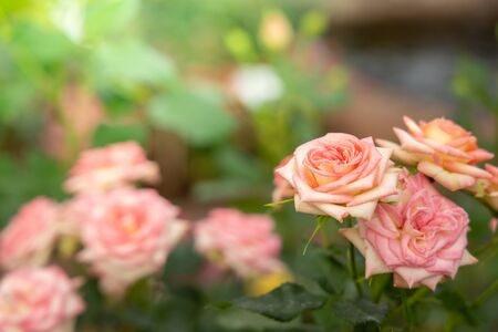 Roses in the garden, Roses are beautiful with a beautiful sunny day.の写真素材