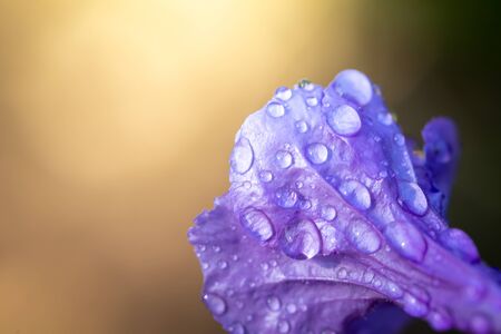 The background image of the colorful flowers, background natureの写真素材